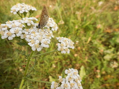 Lycaena tityrus