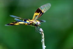 Rhyothemis variegata