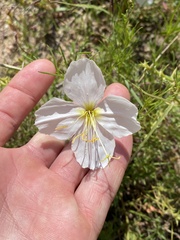 Oenothera pallida