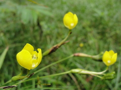Iridaceae