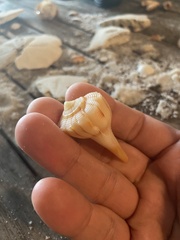 Sinistrofulgur sinistrum