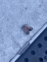 Lycorma delicatula