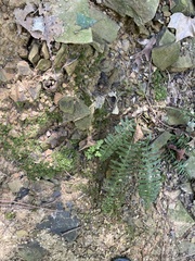 Polystichum acrostichoides