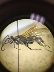 Mischocyttarus flavitarsis