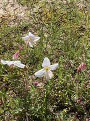 Oenothera pallida