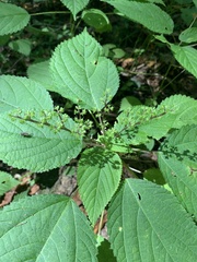 Laportea canadensis