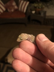 Hemidactylus turcicus