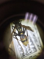 Mischocyttarus flavitarsis