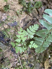 Polystichum acrostichoides