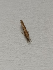 Agriphila geniculea