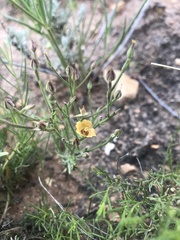 Linum puberulum
