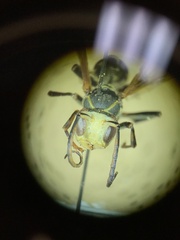 Mischocyttarus flavitarsis