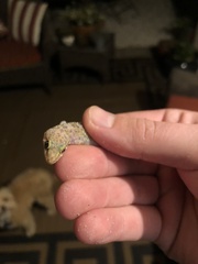 Hemidactylus turcicus