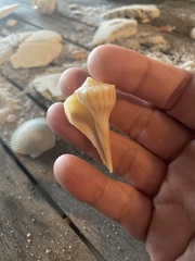 Sinistrofulgur sinistrum