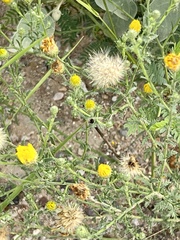 Xanthisma spinulosum