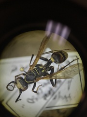 Mischocyttarus flavitarsis