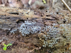 Arcyria cinerea