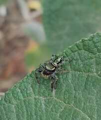 Paraphidippus