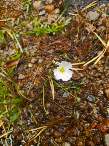 Image of Baldellia repens by no rights reserved