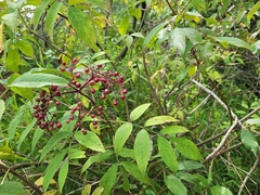 Sambucus racemosa