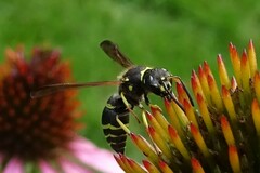 Ancistrocerus catskill