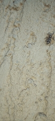 Salticus