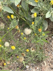 Xanthisma spinulosum