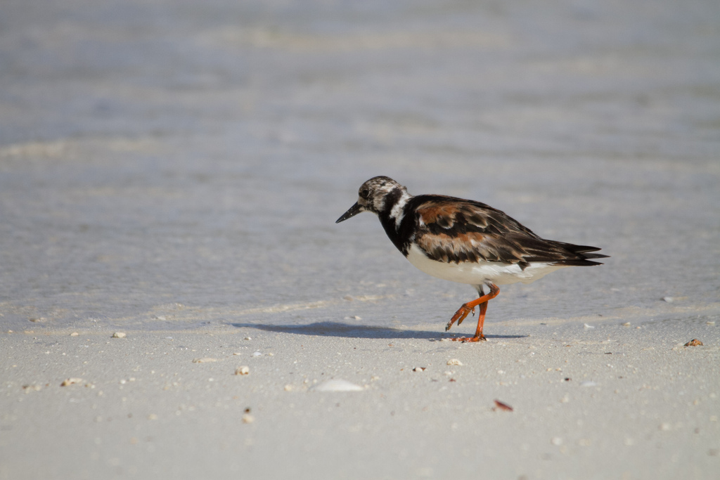 꼬까도요 from Ste. Anne, SC-MF, SC on 2015년 09월 18일 (금)... by Claude Kolwelter · iNaturalist 꼬까도요 (Arenaria interpres)