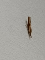 Agriphila geniculea