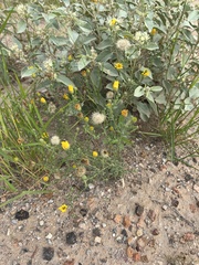 Xanthisma spinulosum