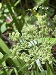 Angelica venenosa