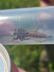 Promachus vertebratus