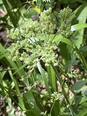 Angelica venenosa