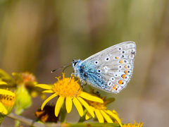 Polyommatus icarus