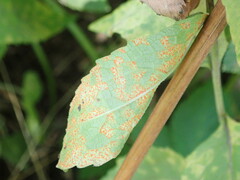 Coleosporium campanulae