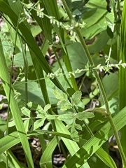 Angelica venenosa