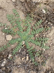 Erodium cicutarium