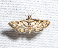 Hileithia magualis