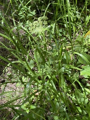 Angelica venenosa