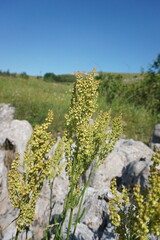 Rumex tuberosus