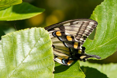 Papilio canadensis