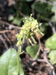 Orthilia secunda