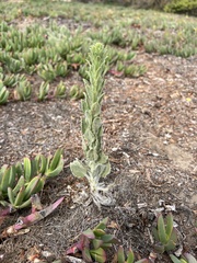 Heterotheca grandiflora