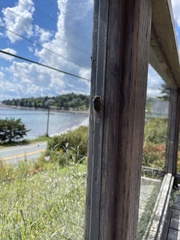 Neotibicen canicularis