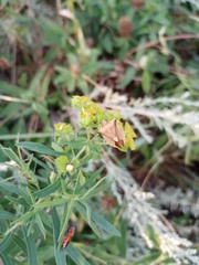 Carpocoris fuscispinus