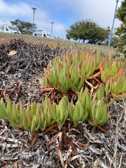Carpobrotus