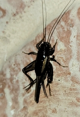 Eunemobius carolinus