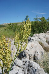Rumex tuberosus