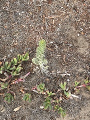 Heterotheca grandiflora