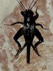 Eunemobius carolinus